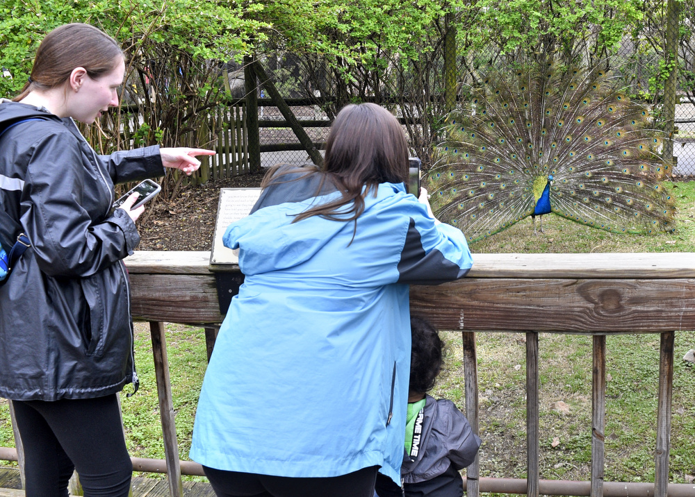 Staff Photo by Robin Rudd / Kalenna Martin points out the displaying male peacock to her son, Kaiden Davis, as sister Kayley Martin takes s photo.  The Chattanooga Zoo was one of the few attractions open, following the coronavirus warnings, on March 14, 2020.