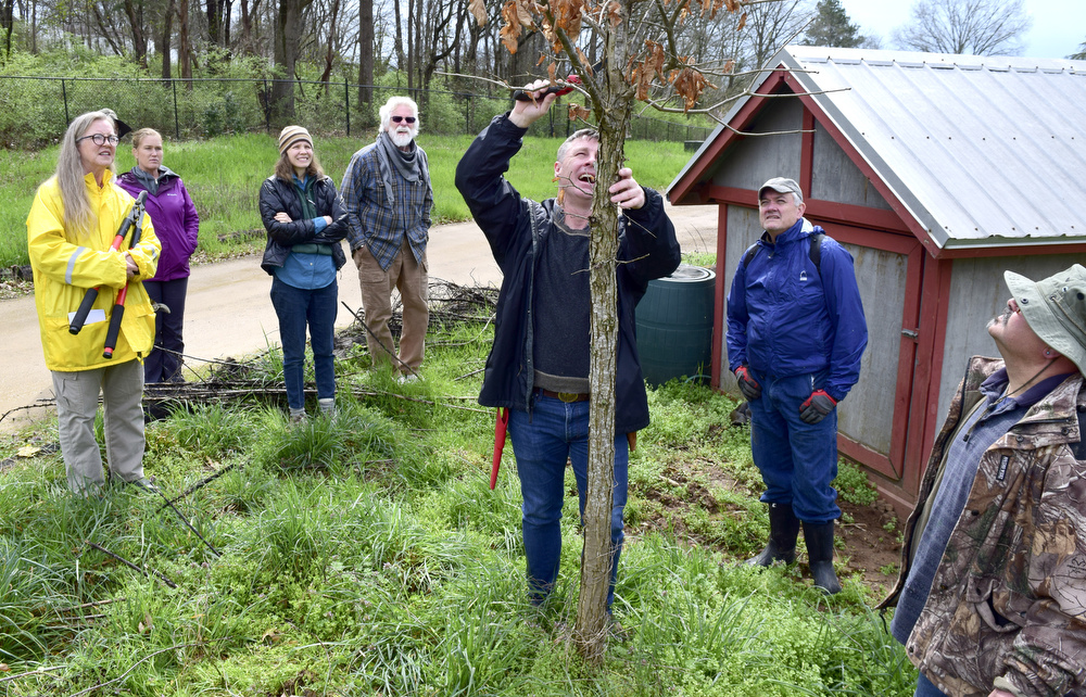 Staff Photo by Robin Rudd / Landscape architect Matt Whitaker prunes a oak tree during the workshop.  Whitaker led a "Pruning Intensive Workshop" at Crabtree Farms on March 14, 2020.