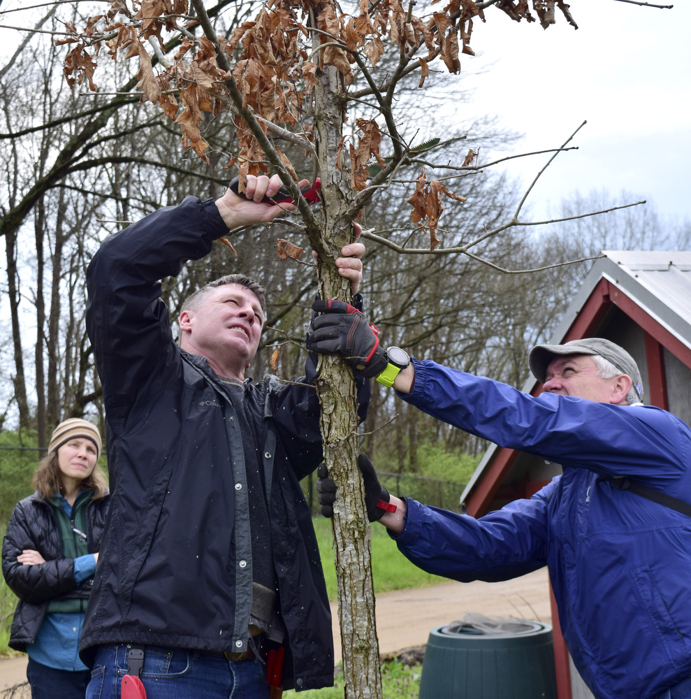 Staff Photo by Robin Rudd / Michael Campbell, right, steadies a oak tree while landscape architect Matt Whitaker demonstrates pruning it.  Whitaker led a "Pruning Intensive Workshop" at Crabtree Farms on March 14, 2020.