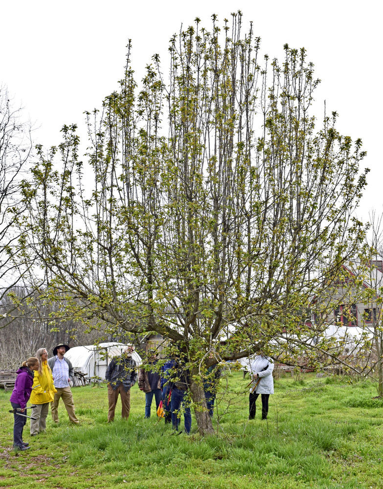 Staff Photo by Robin Rudd / The workshop gatherers around a pear tree.  Landscape architect Matt Whitaker led a "Pruning Intensive Workshop" at Crabtree Farms on March 14, 2020.