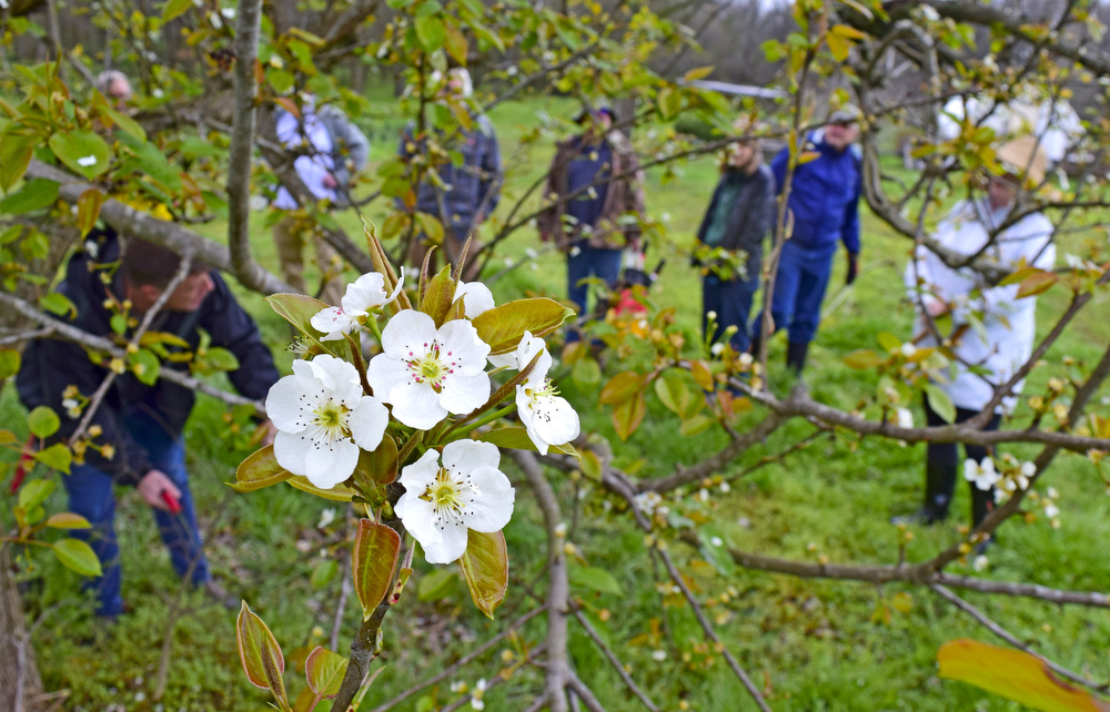 Staff Photo by Robin Rudd / A pear tree blossoms as landscape architect Matt Whitaker leads a "Pruning Intensive Workshop" at Crabtree Farms on March 14, 2020.