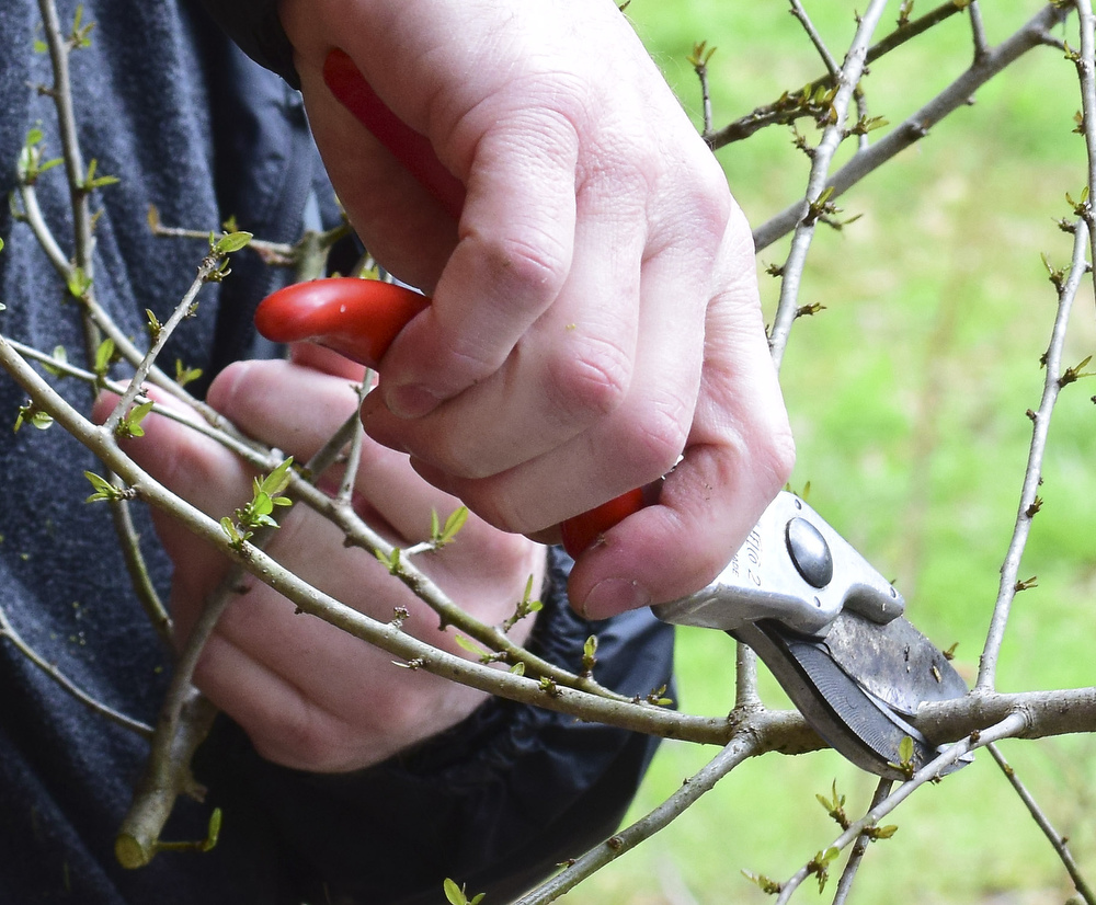 Staff Photo by Robin Rudd / Landscape architect Matt Whitaker prunes a tree during the workshop.  Whitaker led a "Pruning Intensive Workshop" at Crabtree Farms on March 14, 2020.