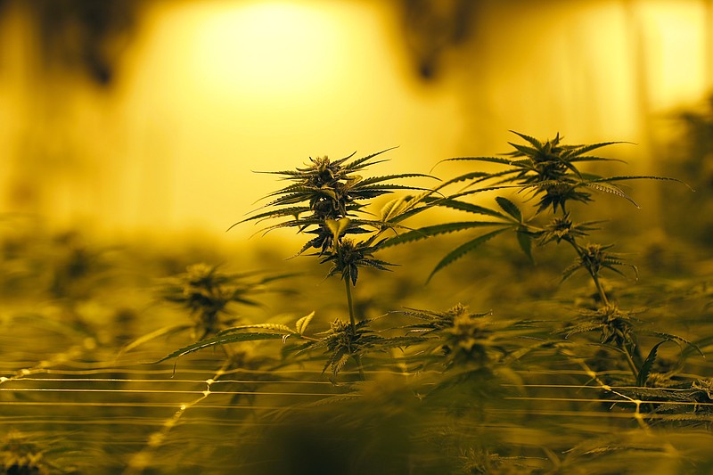 FILE-In this Tuesday, Aug. 6, 2019 file photo file photo, Marijuana plants growing under special grow lights, at GB Sciences Louisiana, in Baton Rouge, La. Views about medical marijuana appear to be changing across the South, where efforts to legalize it have long been stymied by Bible Belt politics. Medical cannabis is legal now in 33 states, but most Southern states remain among the holdouts. (AP Photo/Gerald Herbert)


