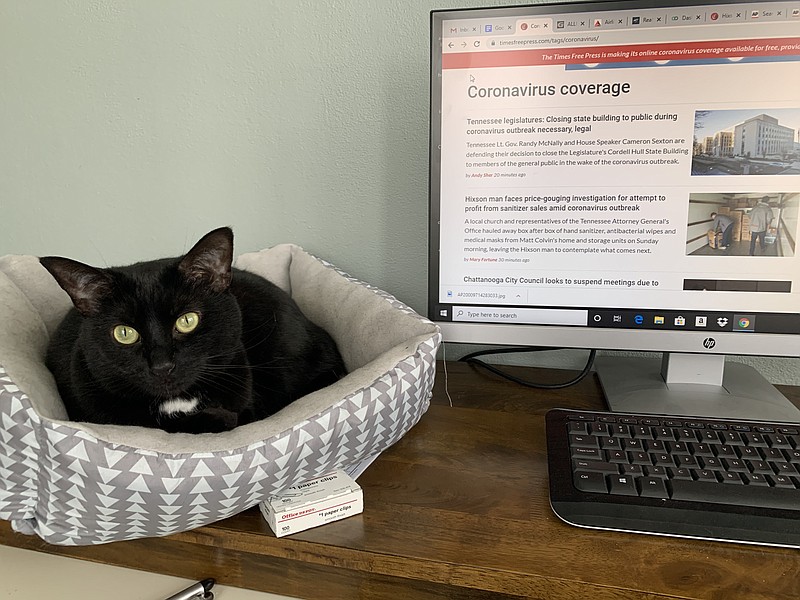 Luna Collins relaxes in her cat bed. Some Times Free Press staffers will be working remotely while still covering how coronavirus is impacting the Chattanooga area. Staff photo by Allison Collins. 