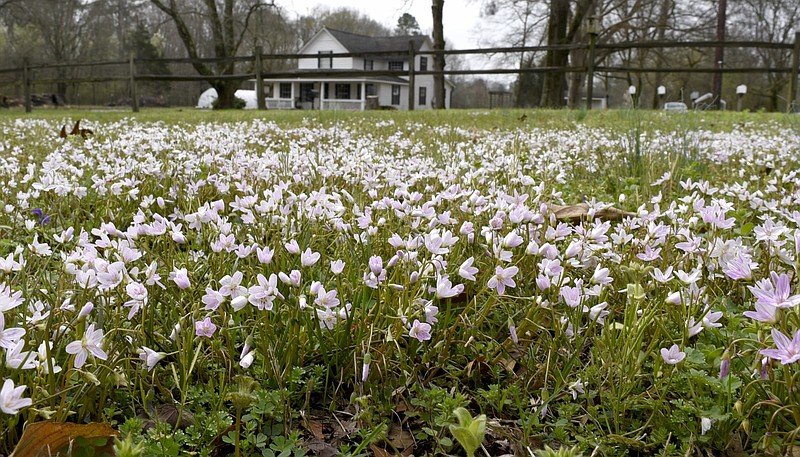 Staff Photo by Robin Rudd / Tiny spring wildflowers bloom in a field along Davidson Road in East Brainerd on March 18, 2020.