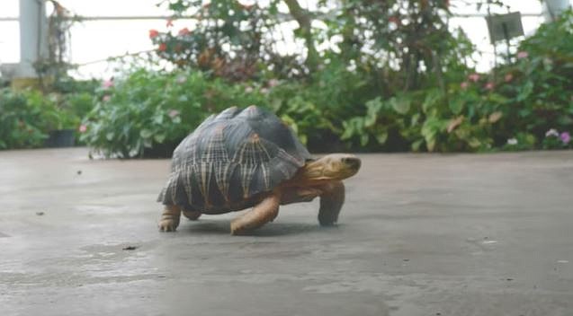 Tortoise trek / Screenshot of video produced by the Tennessee Aquarium 