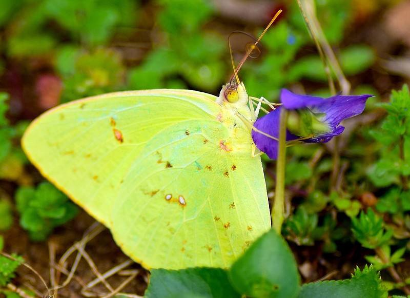 Staff Photo by Robin Rudd / A cloudless sulphur butterfly inspects a violet in an East Brainerd lawn on March 18, 2020.
