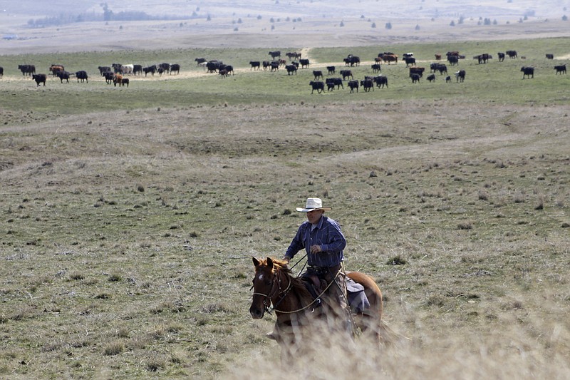 In this photo taken March 20, 2020, cattle rancher Joe Whitesell rides his horse in a field near Dufur, Oregon, as he helps a friend herd cattle. Tiny towns tucked into Oregon's windswept plains and cattle ranches miles from anywhere in South Dakota might not have had a single case of the new coronavirus yet, but their residents fear the spread of the disease to areas with scarce medical resources, the social isolation that comes when the only diner in town closes its doors and the economic free fall that's already hitting them hard. (AP Photo/Gillian Flaccus)

