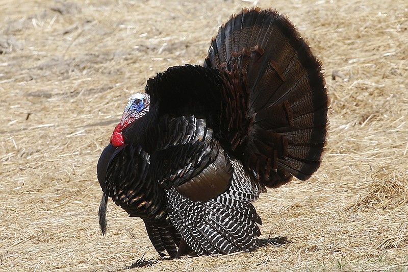 AP photo by Keit Srakocic / A wild tom turkey spreads his tail and puffs out his feathers as he approaches a hen in a field in Zelienople, Pa., on May 2, 2015, the first day of Pennsylvania's spring gobbler hunting season.