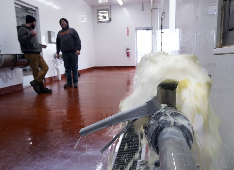 In this Wednesday, April 1, 2020 photo, Ryan Eble, left, and his father, Chris, talk in their milk house while fresh milk gushes down a drain at the Eble family's Golden E Dairy near West Bend, Wis. Many dairy processing plants across Wisconsin have more product than they can handle and that's forced farmers to begin dumping their milk down the drain. The Eble's are forced to dump 25,000 gallons of milk a day from their 2400 milling cows. The coronavirus has dried up the marketplace for dairy products as restaurants, schools and business in food service have been closed. (Mark Hoffman/Milwaukee Journal-Sentinel via AP)


