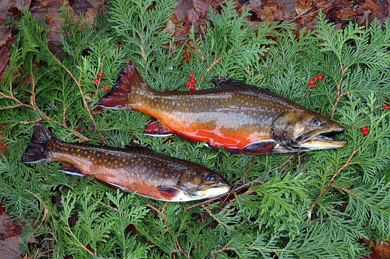 AP file photo by Mary Esch / A search for brook trout, such as those pictured, is one reason for a trek deep into the woods, writes outdoors columnist Larry Case.