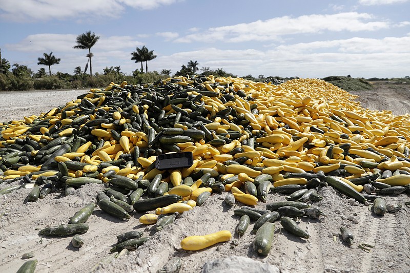 In this March 28, 2020, photo, a pile of ripe squash sits in a field, in Homestead, Fla. Thousands of acres of fruits and vegetables grown in Florida are being plowed over or left to rot because farmers can't sell to restaurants, theme parks or schools nationwide that have closed because of the coronavirus. (AP Photo/Lynne Sladky)


