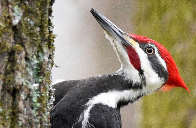 Staff Photo by Robin Rudd / A male pileated woodpecker hunts for food on tree in East Brainerd on Feb. 23, 2020. According to Wikipedia, the term "pileated" refers to the large bird's red crest, with the term from the Latin pileatus meaning "capped."