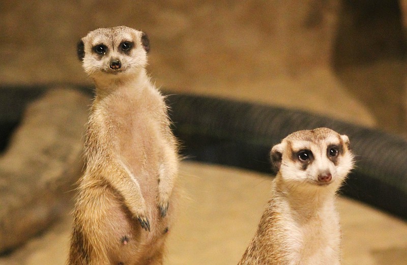 Meerkats Flower, left, and Maral, right, are seen at the Chattanooga Zoo. The zoo announced Flower's pregnancy in April 2020. / Photo contributed by the Chattanooga Zoo