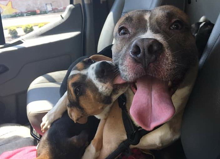 Photo contributed by Janice Williams and Kaitlyn Hankins / Dogs that were rescued from an owner in Walker County on their way to an animal rescue in Maine.
