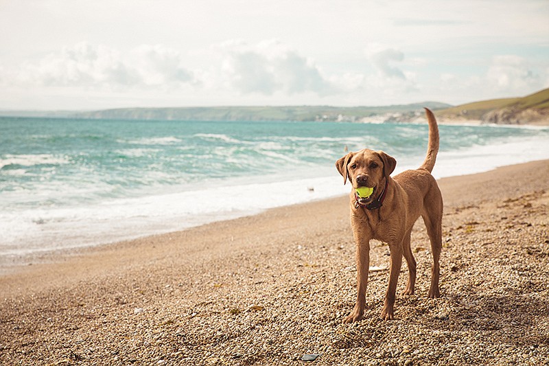 what is the best dog friendly beach