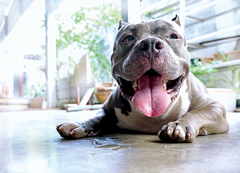 American Pit Bull / Getty Images