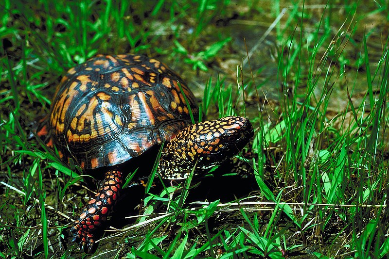 The native box turtle is disappearing, poached and exported for China's high-end exotic pet market. / Photo by Getty Images
