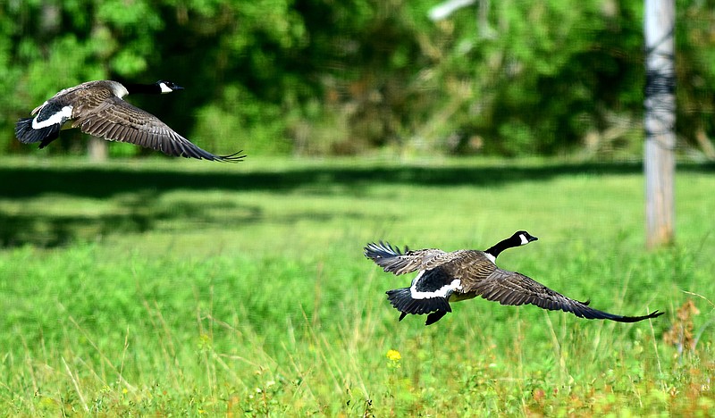 Staff Photo by Robin Rudd / Two Canada Geese take field from a field in East Brainerd on May 1, 2020.