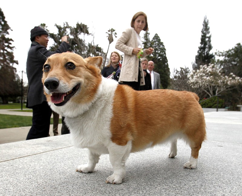 Queen Elizabeth Corgi Puzzle - Spot the Difference