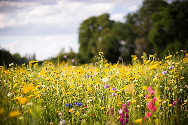 Spring Wildflower Scavenger Hunt — Tennessee State Parks