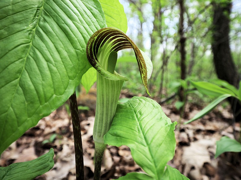 A jack-in-the-pulpit spring ephemeral can be seen at some Tennessee State Parks / Getty Images