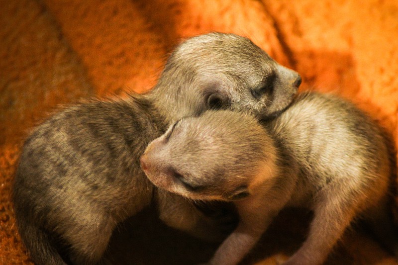 A litter of two meerkat pups was born at the Chattanooga Zoo to mother Flower in May 2020. / Photo contributed by the Chattanooga Zoo