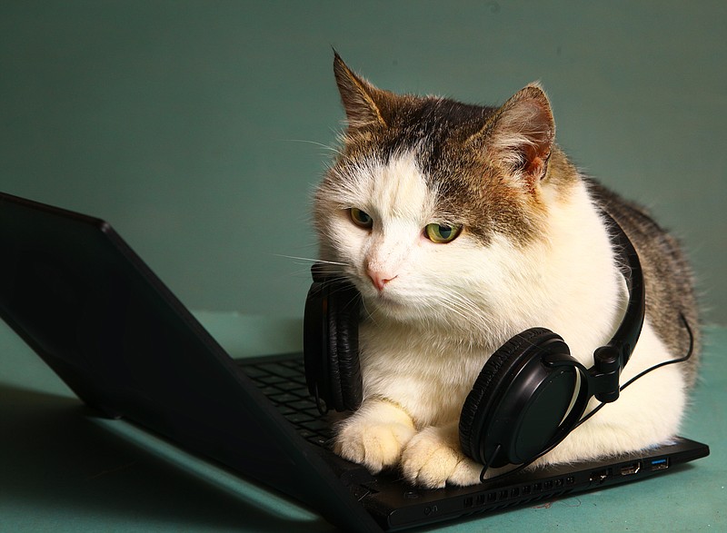 funny picture of cat lay on computer laptop - stock photo music tile / Getty Images
