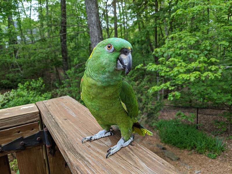 Lucy, a 20-year-old Amazon parrot, was recently adopted by the Meller family of Signal Mountain. Photo by Amy Meller 