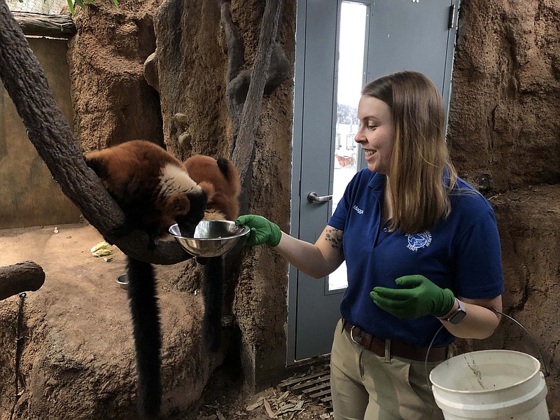 Photo contributed by the Tennessee Aquarium / Maggie Sipe with Redruffed lemurs during an online class at the Tennessee Aquarium.