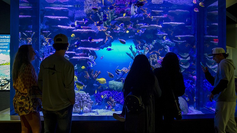 Indo Pacific exhibit at the Tennessee Aquarium / Photo courtesy the Tennessee Aquarium