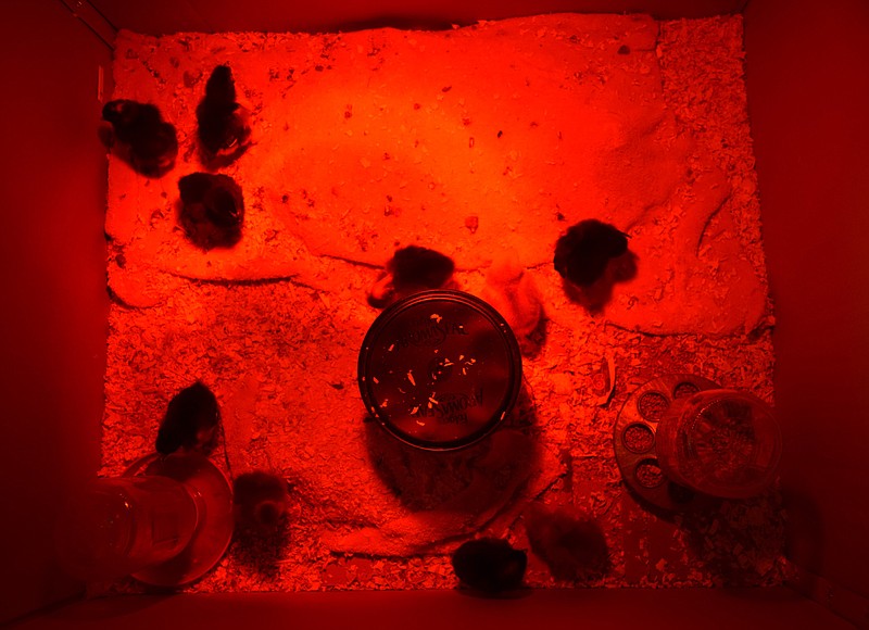 For the first two weeks of their lives, chicks must be kept at 90 degrees Fahrenheit, making heat lamps essential. / Photo by Sunny Montgomery