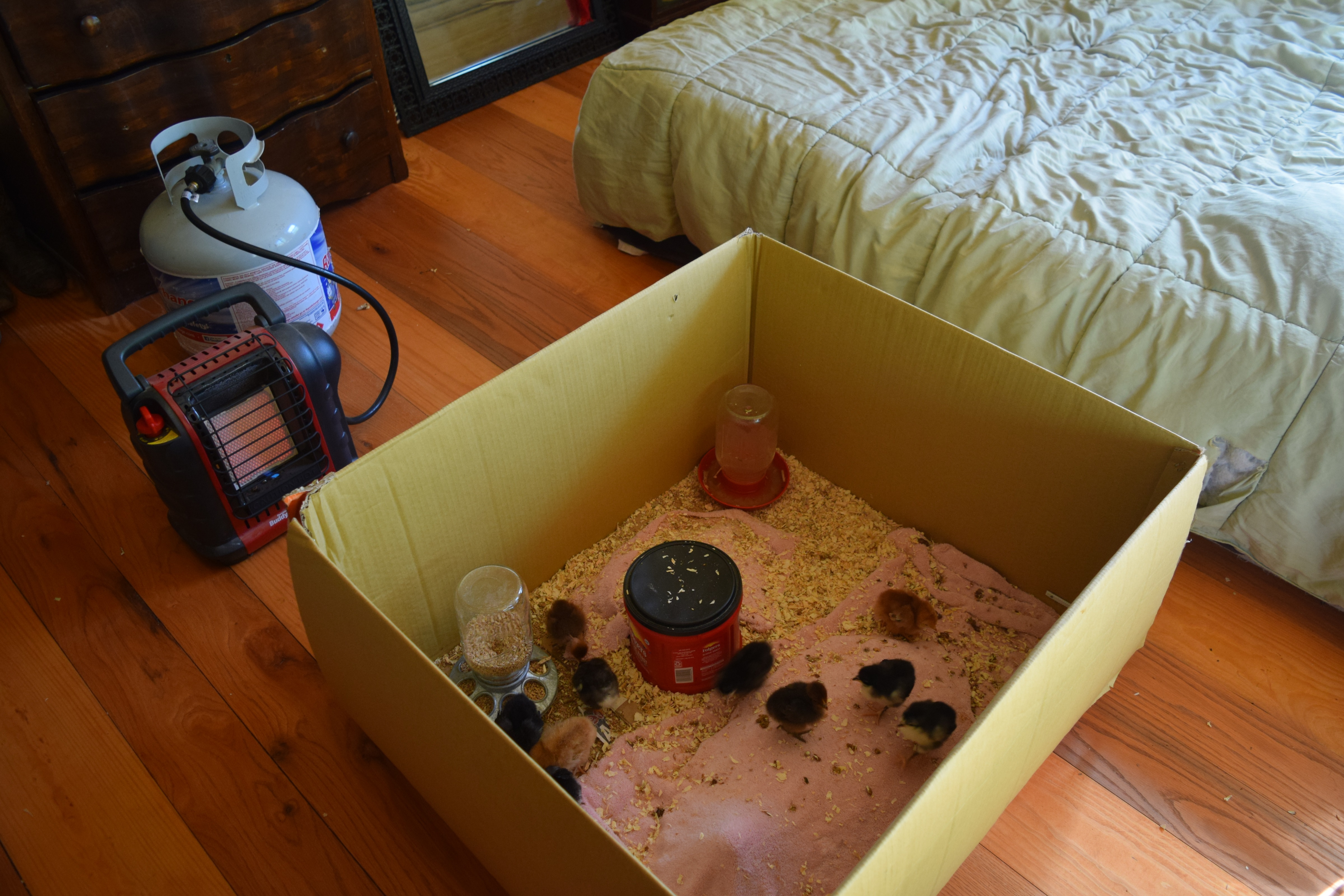 When the chicks weren't under their heat lamp, the author and her boyfriend kept their chicks' box snug using propane heat. / Photo by Sunny Montgomery