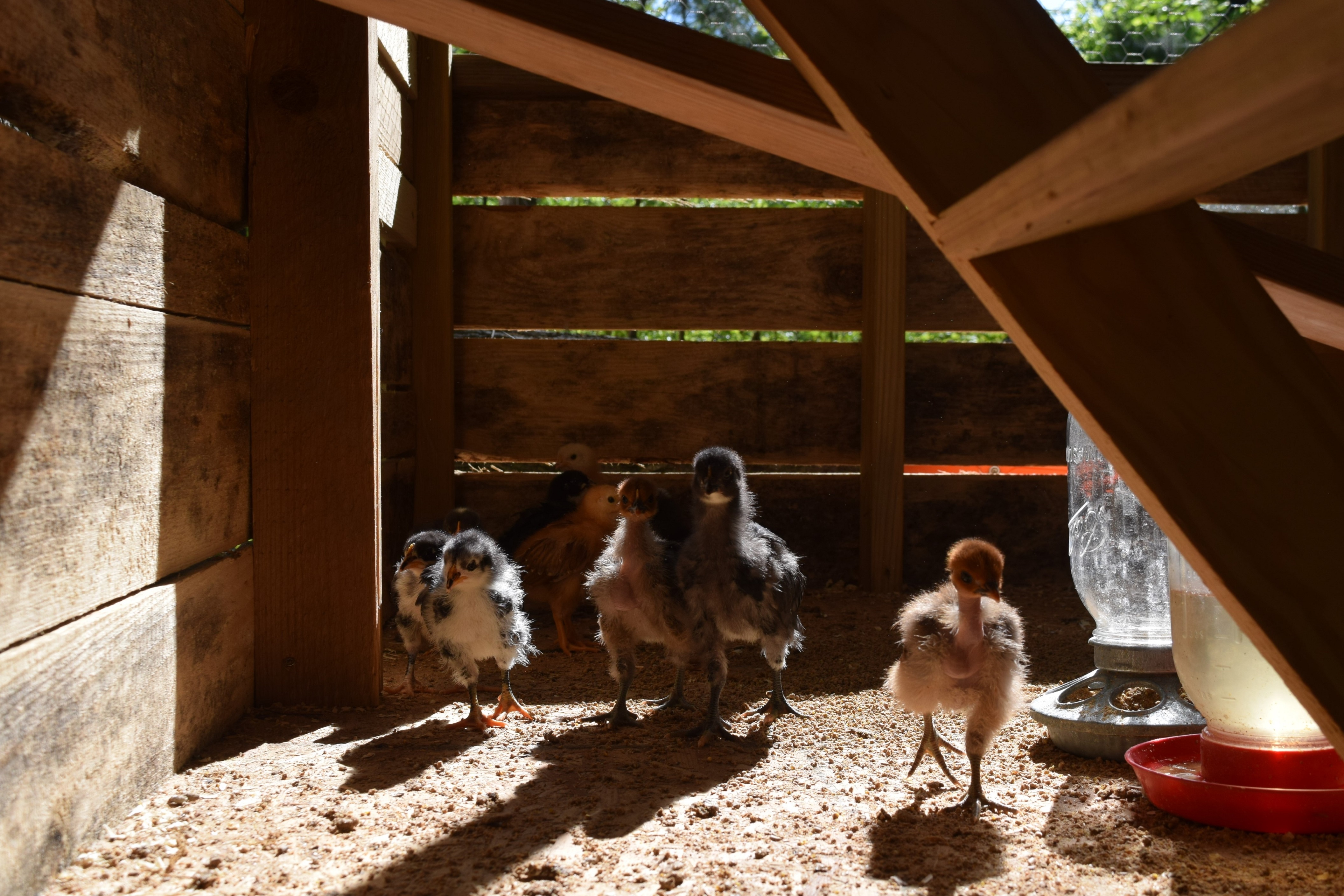 At 3 weeks of age, the author's chicks began to spend warm, sunny days outside, adjusting to their coop. / Photo by Sunny Montgomery