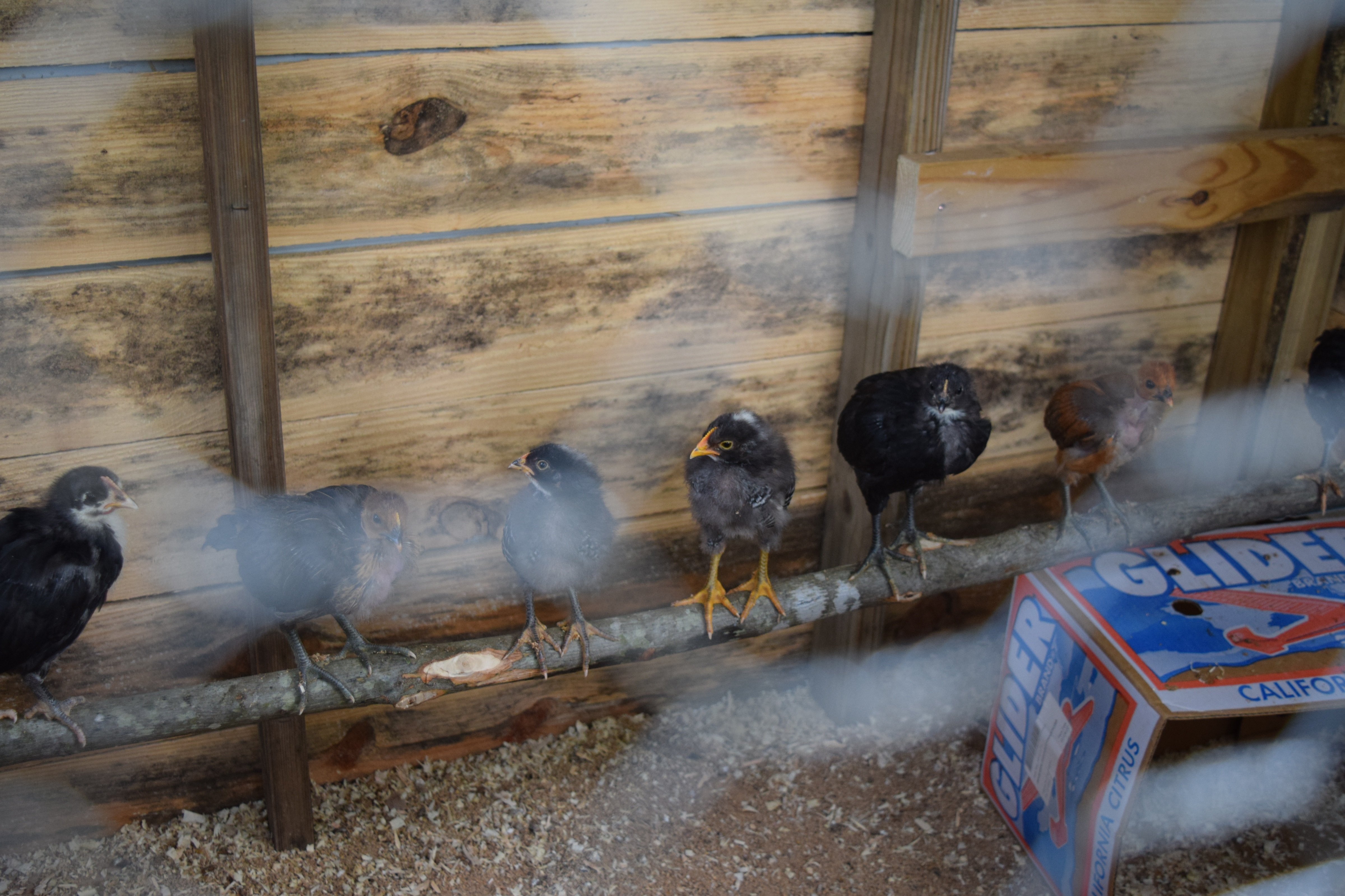 Adult chickens like to sleep on a perch, known as roosting, but babies need practice before perching overnight. / Photo by Sunny Montgomery