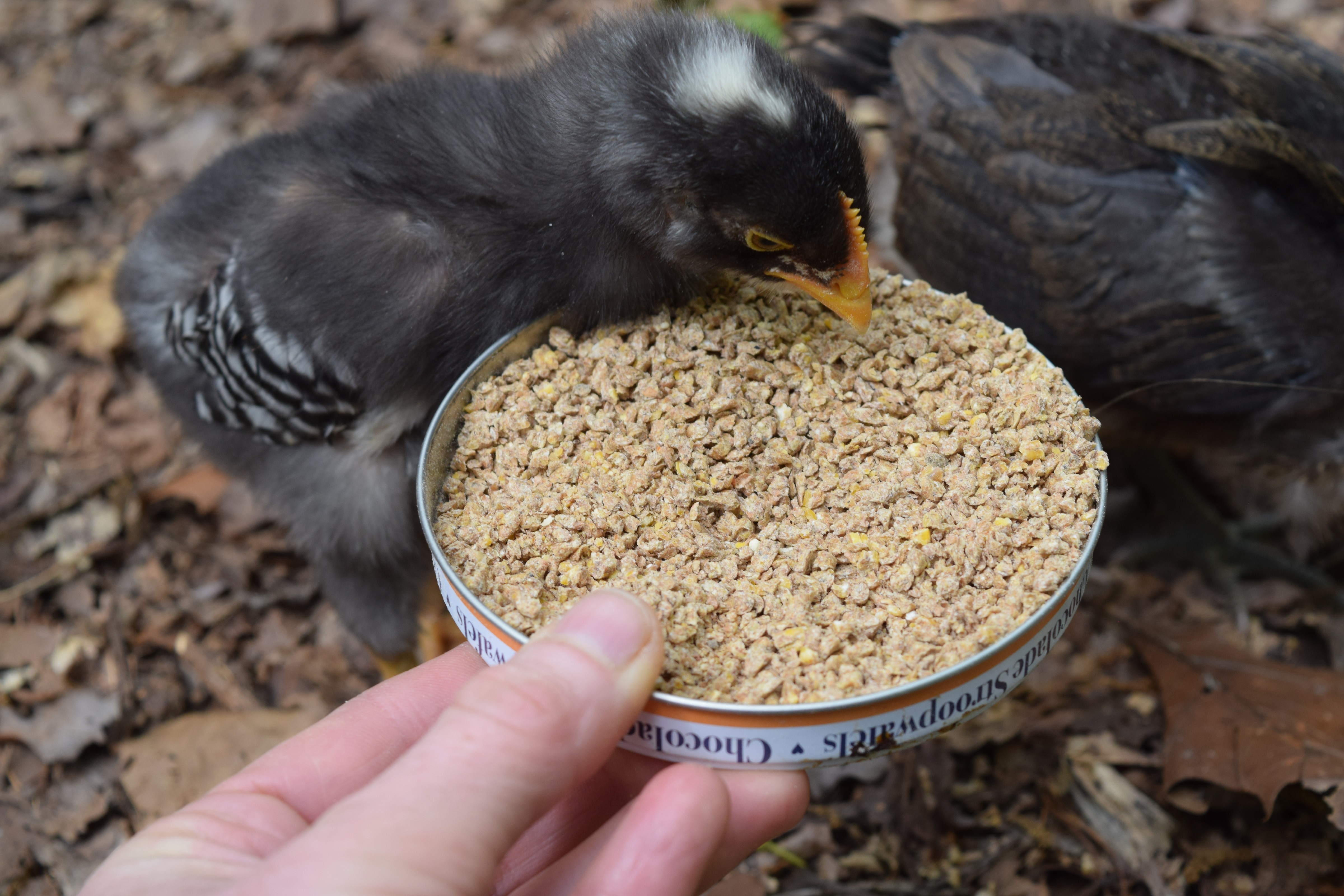 Temperaments vary among breeds. Some are more aggressive than others. The pretty Plymouth Rock, however, pictured here, is considered to be one of the gentlest. / Photo by Sunny Montgomery