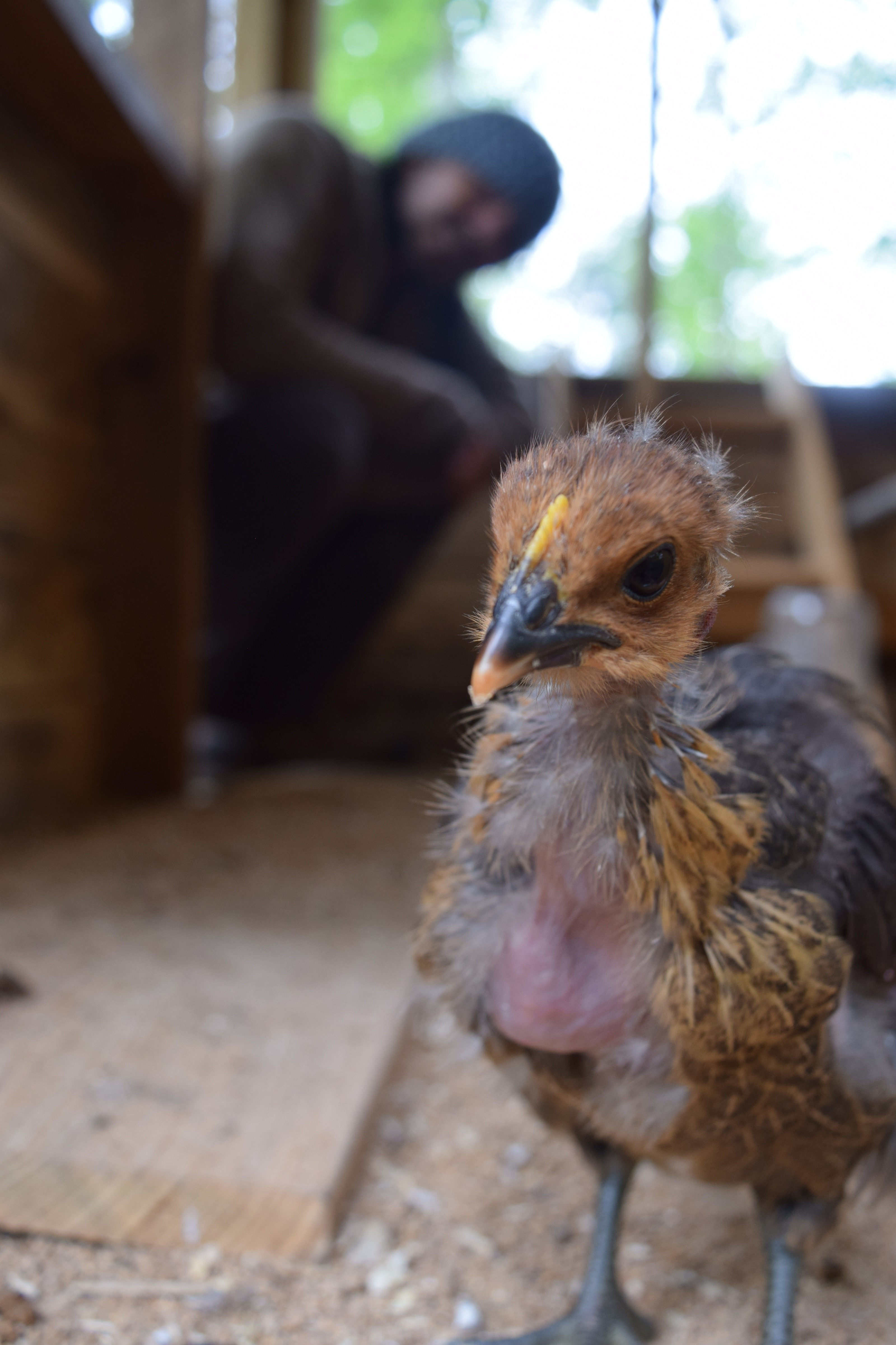 Though unusual-looking, the "Naked Neck" breed of chicken is famously good-natured. / Photo by Sunny Montgomery