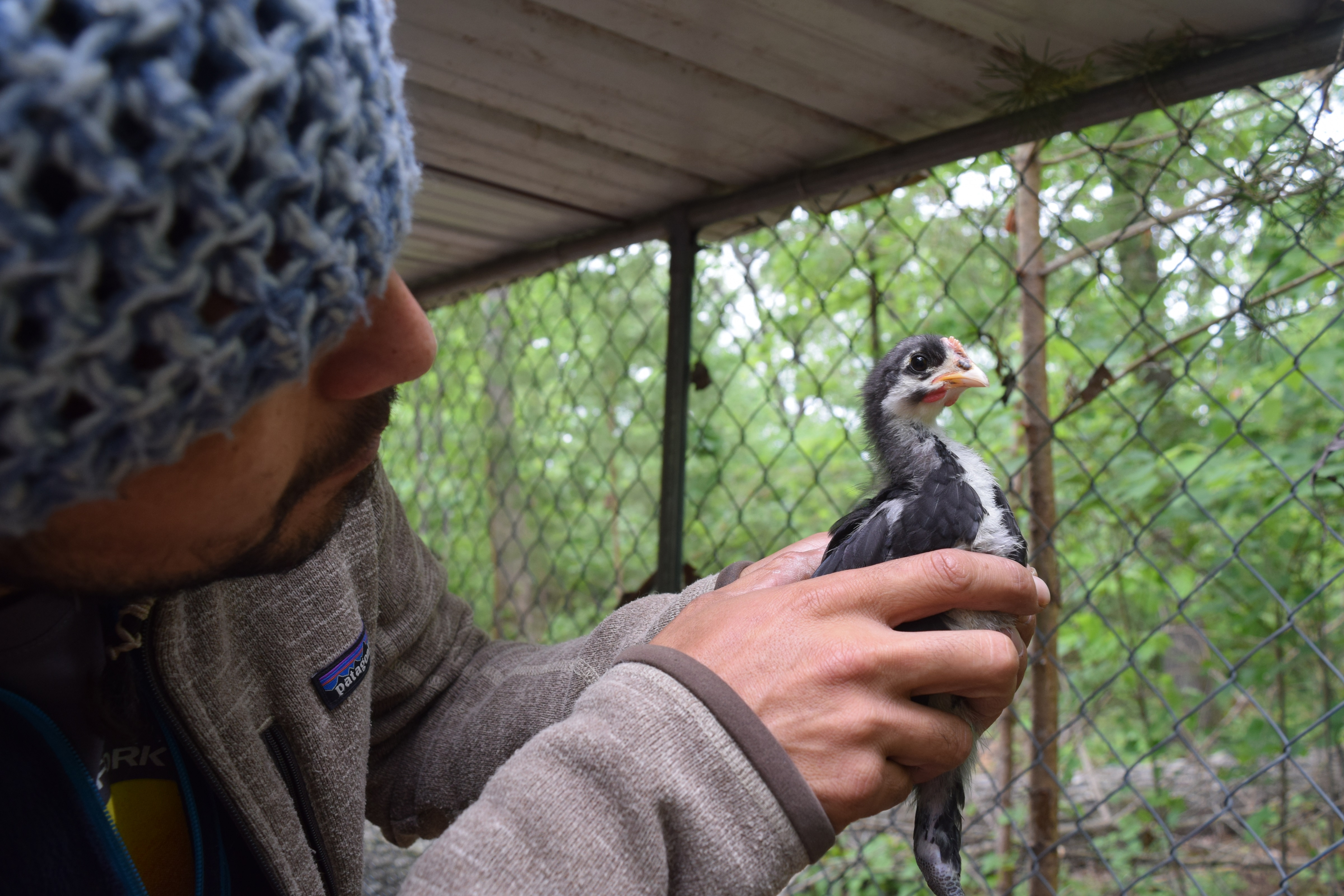 One indication that a chick may be a cockerel, or young rooster, is a faster-growing and brighter-red wattle, which is the fleshy growth that hangs from its chin. / Photo by Sunny Montgomery