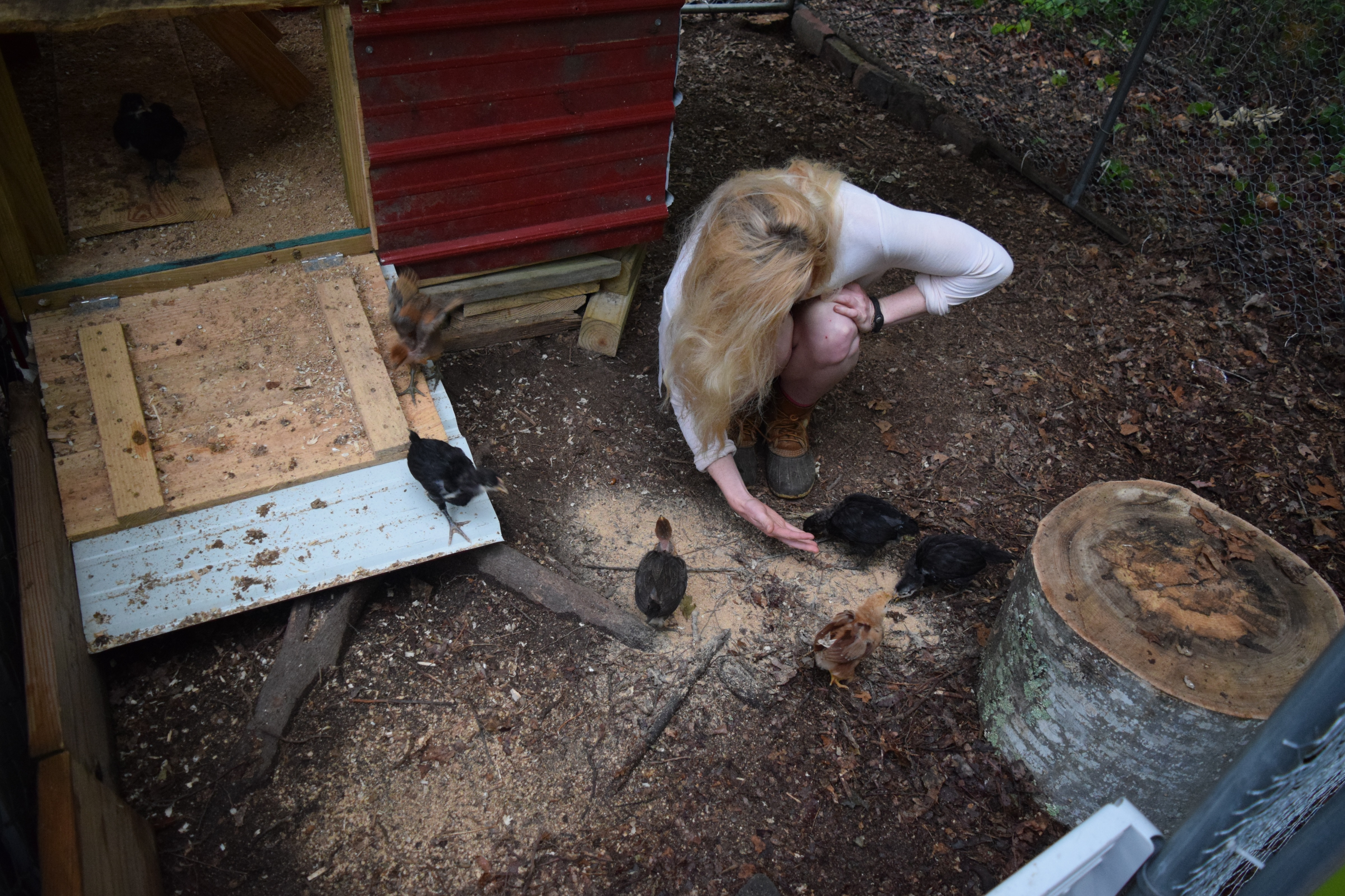 Chicks can be skittish at first but quickly learn to come to those who feed them. / Photo by Alex Vargas