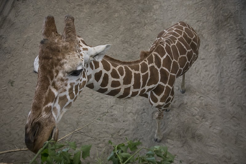 Staff photo by Troy Stolt / George, the largest of three Reticulated Giraffes that recently arrived at the Chattanooga Zoo, eats leaves inside of the stable area of the recently added Giraffe exhibit on Tuesday, May 26, 2020 in Chattanooga, Tenn. Three Reticulated Giraffes arrived Tuesday morning, and the zoo said it plans to acquire other animals in the future, such as Warthogs and Gazelles in the near future as well.