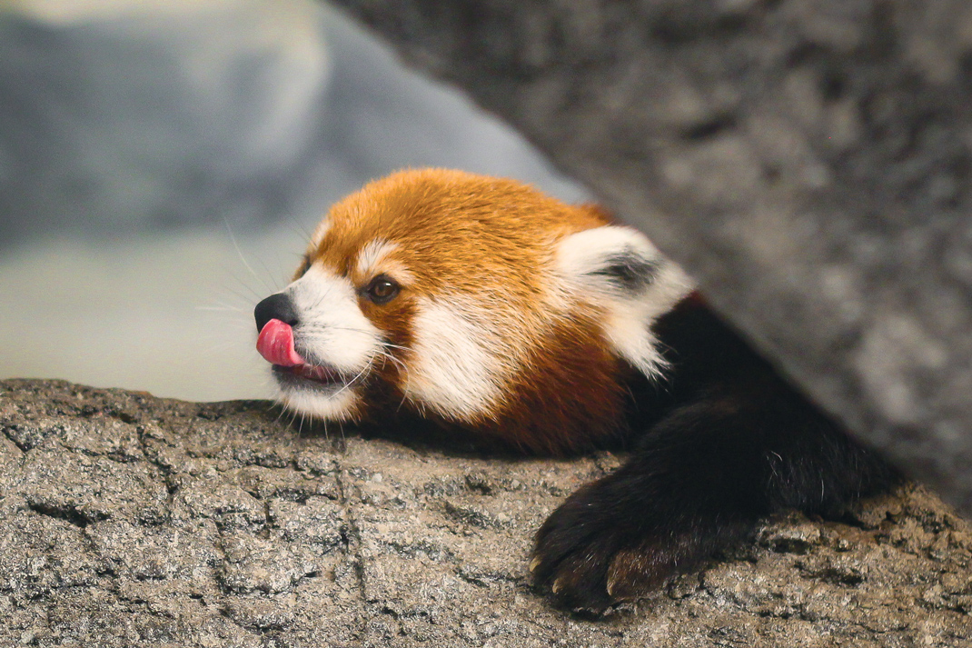 Contributed photo / A red panda on virtual exhibit at the Chattanooga Zoo.