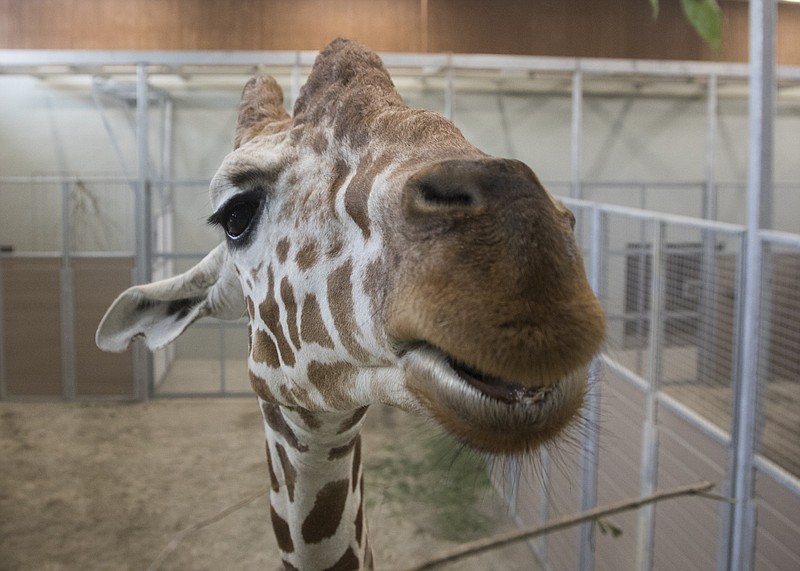 Staff photo by Troy Stolt / George, the eldest and largest of three reticulated giraffes that recently arrived at the Chattanooga Zoo, eats leaves inside the stable area.