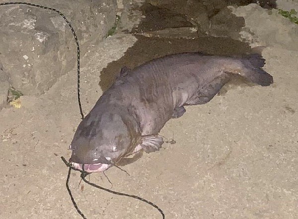 It's a whopper: Hamilton County man catches 103-pound blue catfish