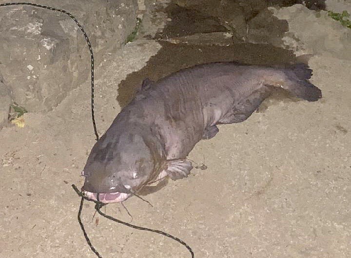 Photo courtesy of Tennessee Wildlife Resources Agency via David Anderson / Hamilton County, Tenn., resident David Anderson caught this 103-blue catfish caught just before midnight May 30, 2020, on the Tennessee River's Nickajack Reservoir.