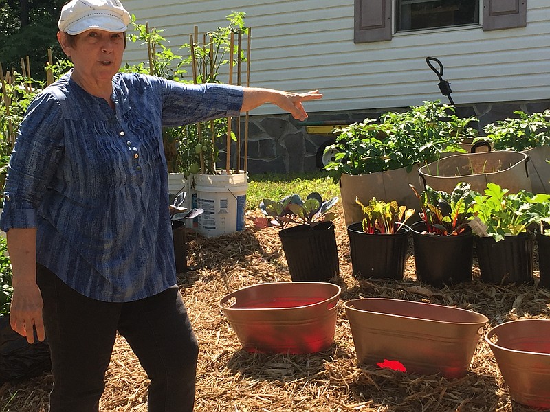 Staff photo by Mark Kennedy / Apison grandmother Dianne Kosarin shows off her vegetable container garden.