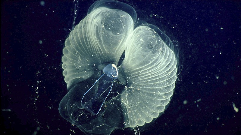 This 2002 photo provided by the Monterrey Bay Aquarium Research Institute shows a close up view of a "giant larvacean" and its "inner house" - a mucus filter that the animal uses to collect food. The creature, usually three to ten centimeters (about one to four inches) in length, builds a huge mucous structure that functions as an elaborate feeding apparatus, guiding food particles into the animal's mouth. When the filters get clogged, the larvacean abandons them. The abandoned filters sink toward the seafloor, and become an important food source for other marine animals. (MBARI via AP)

