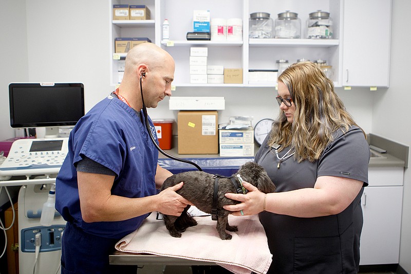 Staff photo by C.B. Schmelter / Dr. Billy Pullen, left, and veterinary technician Ciara Bell work with a patient at Veterinary Care & Specialty Group's new location on Broad Street on Monday, June 15, 2020 in Chattanooga, Tenn. The new facility more than triples the space from their St. Elmo location.