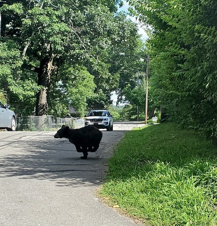 Photo contributed by the City of Athens police officer Sarah Gray / This photo of a black bear was taken Wednesday, June 17, 2020, in Athens, Tenn., near the downtown area. The bear, or possibly another bear, was also spotted near Dupit Street and Tellico Avenue, city officials said.