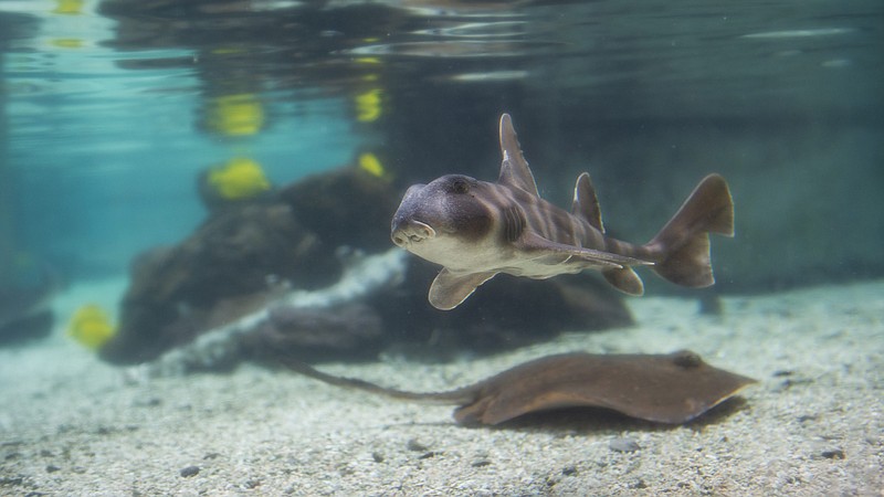 See the Baby Glow-in-the-Dark Shark Hatched at the Tennessee Aquarium, Smart News