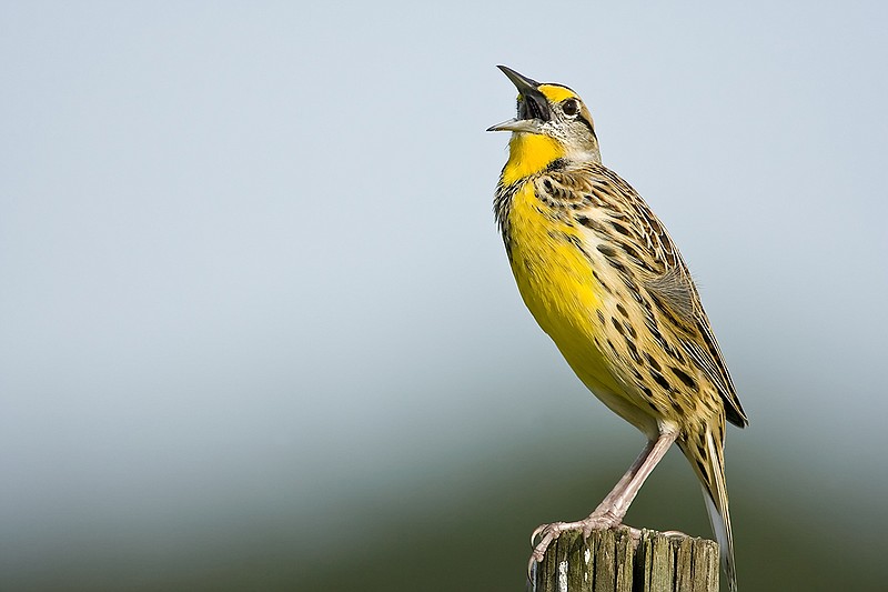 Getty Images / An Eastern Meadowlark is seen calling from a atop a fence post.